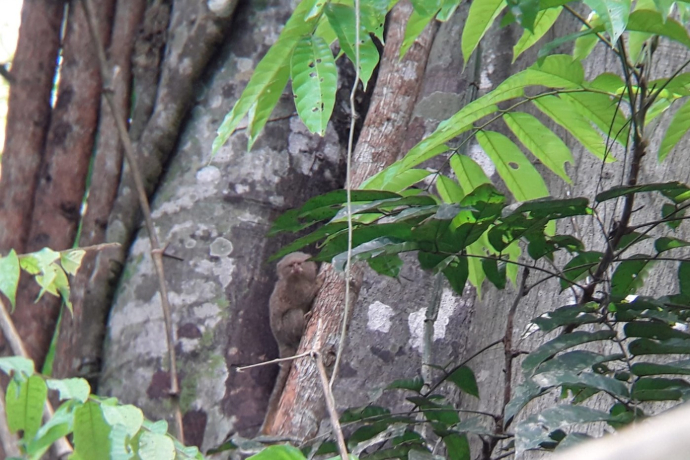 cebuella pygmaea